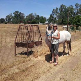 Keeping Older Horses Image